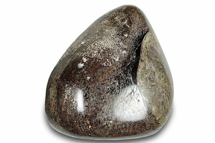 Polished Iguanodon Bone - Isle Of Wight #284225